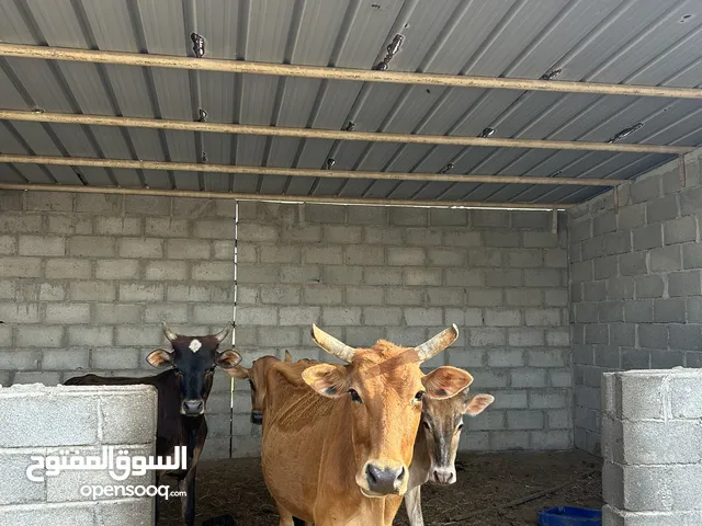 عدد 3 أبقار و ثور عماني للبيع