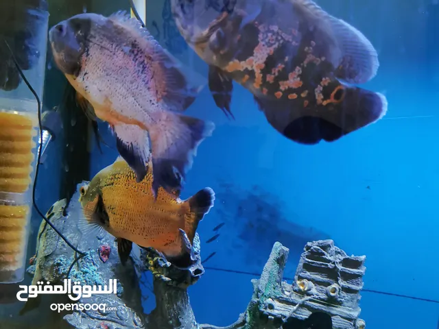 5 اسماك مفترس احجام كبيرة أوسكار وهايفن