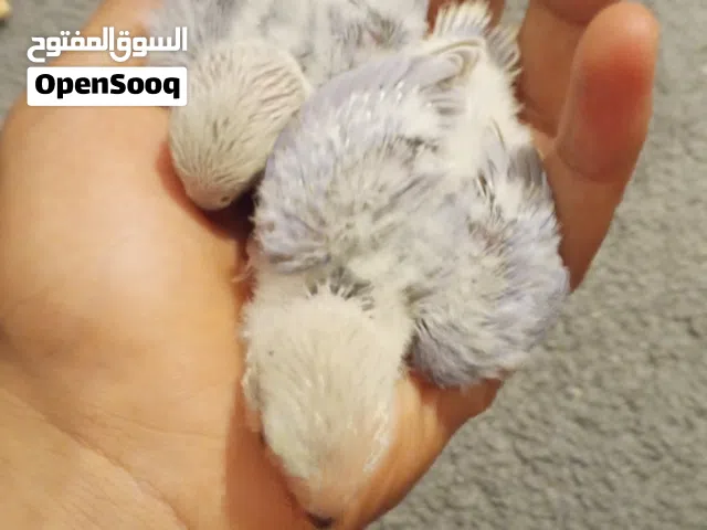 مطلووب فرخ روز ترويض
