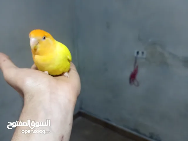 دكر روز لفه تامه ترويض تام تبي مقطع تعال خاص
