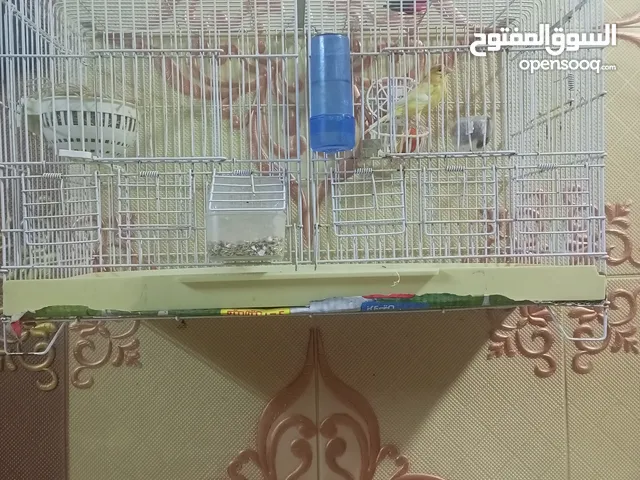 كناري للبيع نثيه مع القفص بزاره وصحه اقره الوصف