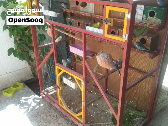 سلاكة فادجو للبيع