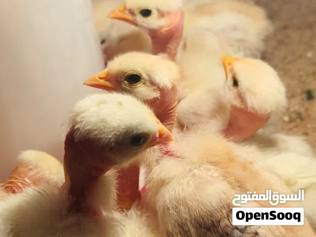 افراخ دجاج ابو ركيبه
