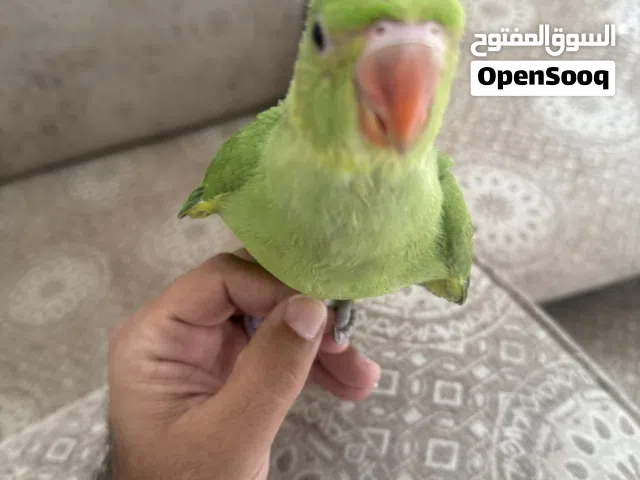 للبيع بيبي متوه ربوه مع كامل اغراضها وزوج كروان مع بيض