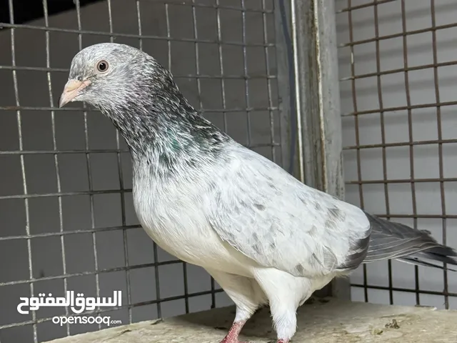 حمام باكستاني للبيع