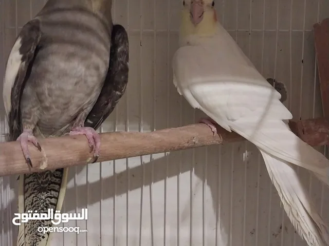 Cocktail breeding pair