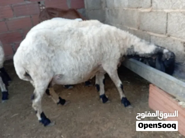 للبيع تلاته نعاجات ولادات وعشار سنهم واضحة في صورة زوز فطايم مش مبدلات وخروف وفطيمة كسرين في حليب
