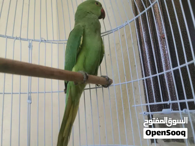 السلام عليكم ورحمة الله وبركاته  يوجد ببغاء الدره  ب10ريال شوف الوصف مهم جدآ