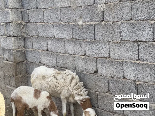 نعجة سدسة تحتها خروف عمره 3 شهور و عشرة حاليا