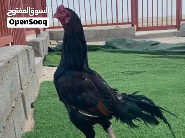 ثلاث ديوچه هراتي. المكان كربلاء فريحه
