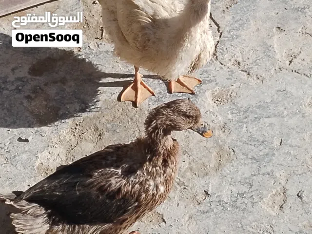 جوز بط للبيع