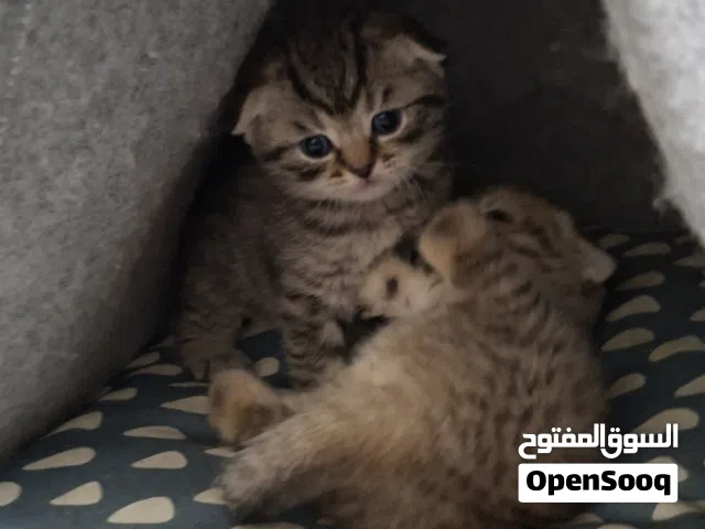 سكوتش فولد للبيع Scotch fold