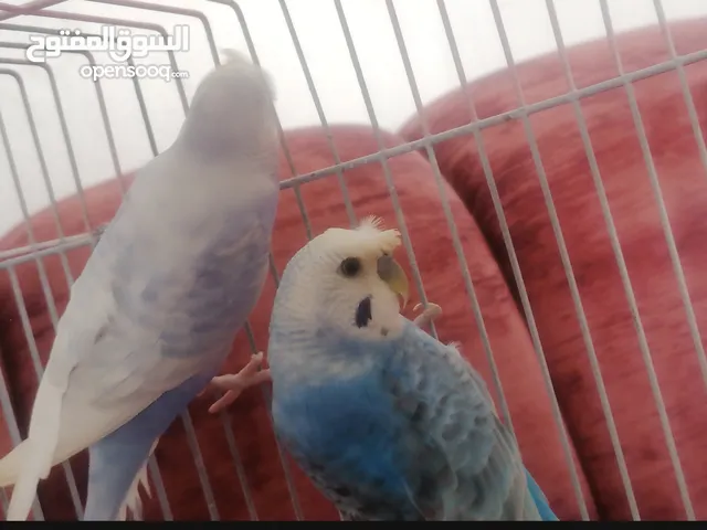 سلام عليكم اقراء الوصف