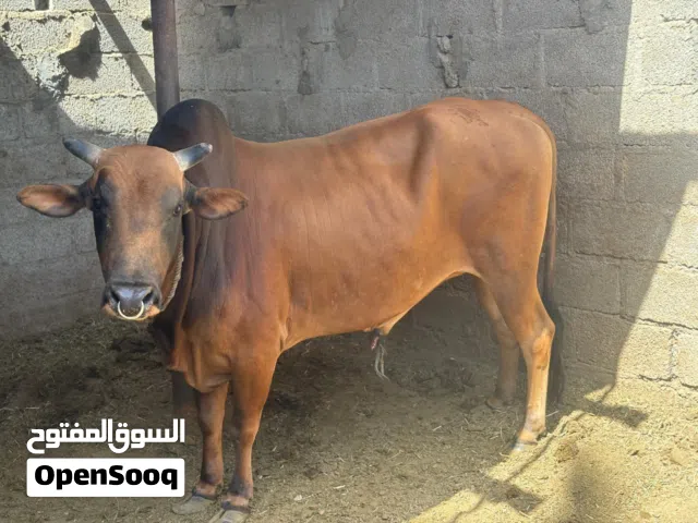 ثور محلي عمره سنتين ونص مطعوم سح وقت