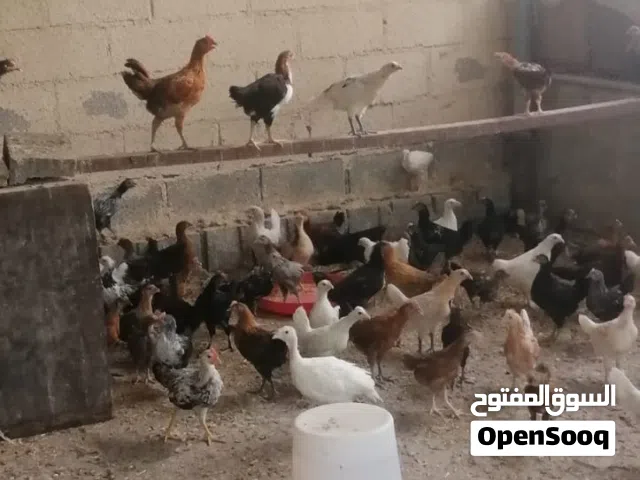 chicken 2 month