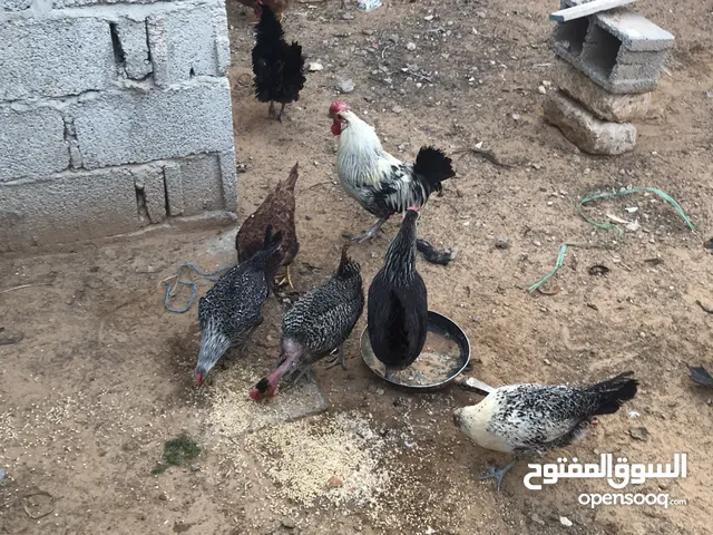 دجاج عربي وفرنساوي