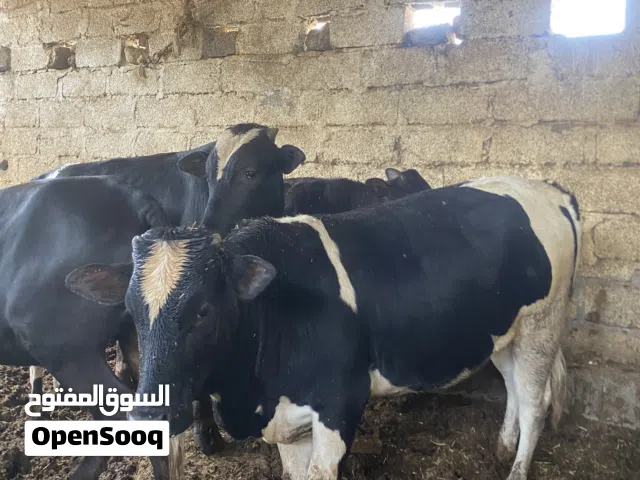 عجلات ظفاريات بكور و ثيران سمان فل للعيد