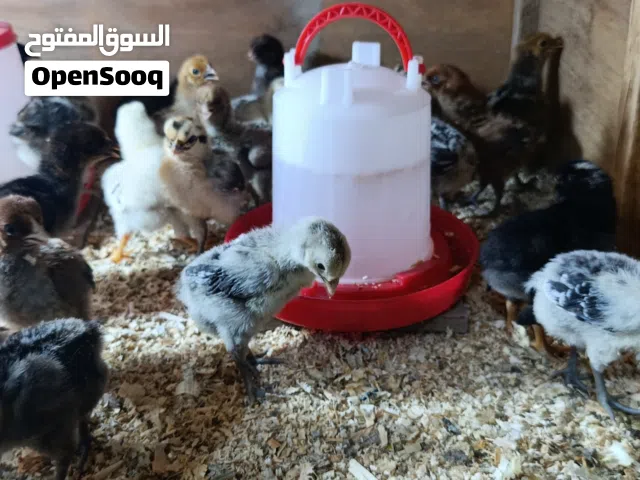 متوفر افراخ فيومي سوبر جامبو ايطالي اسود وبلجيكي ليموني و سعودي فضي و ذهبي العدد 20 زوج عمر 10 أيام