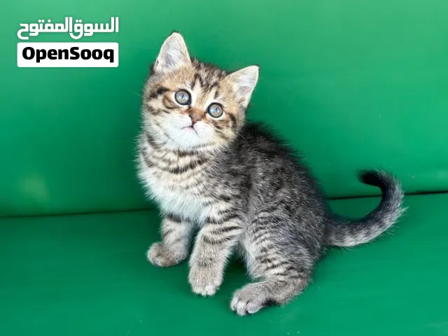 British tabby للبيع