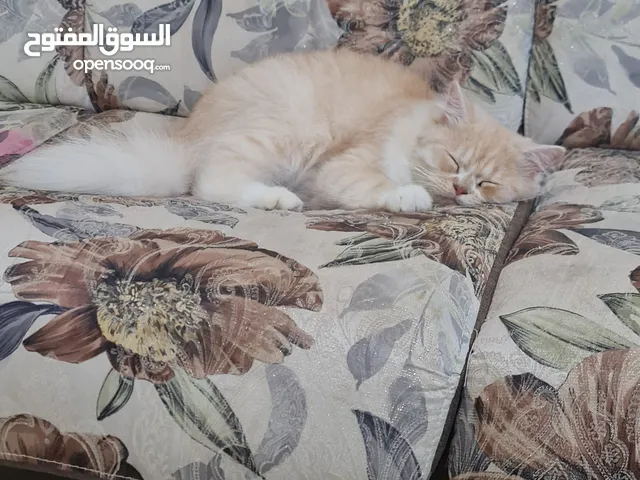 persian cat for sell well trained