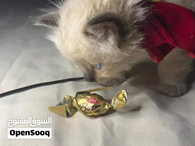 هملايا تشوكليت بلو آيز