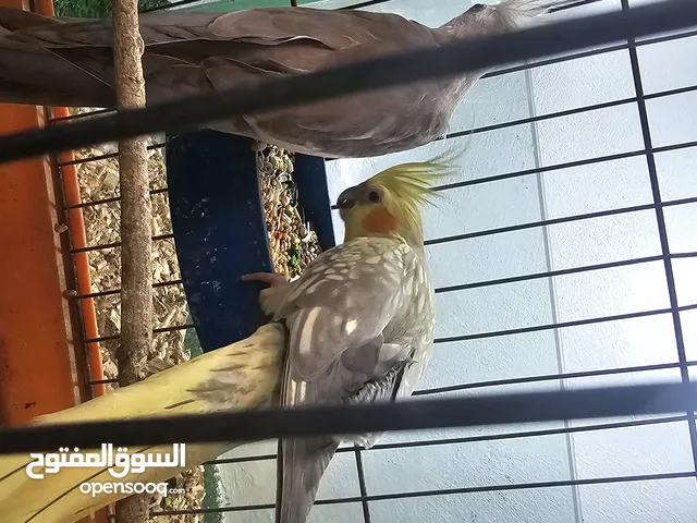 جوز كوكتيل +خمس فراخ