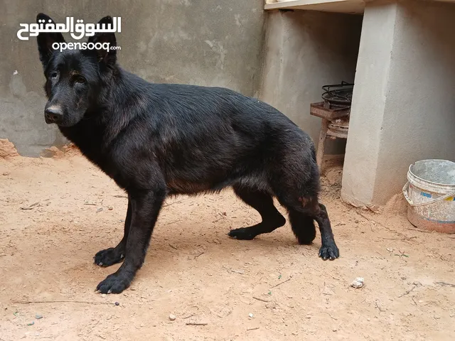 كلبه بلاك رويال