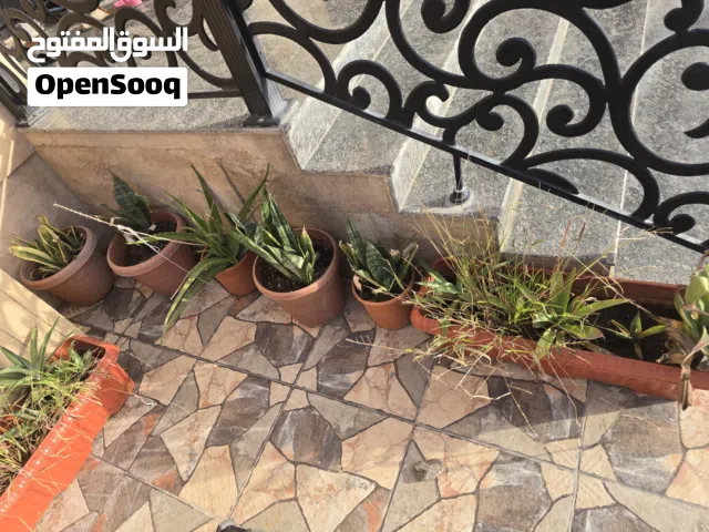 صباريات للبيع
