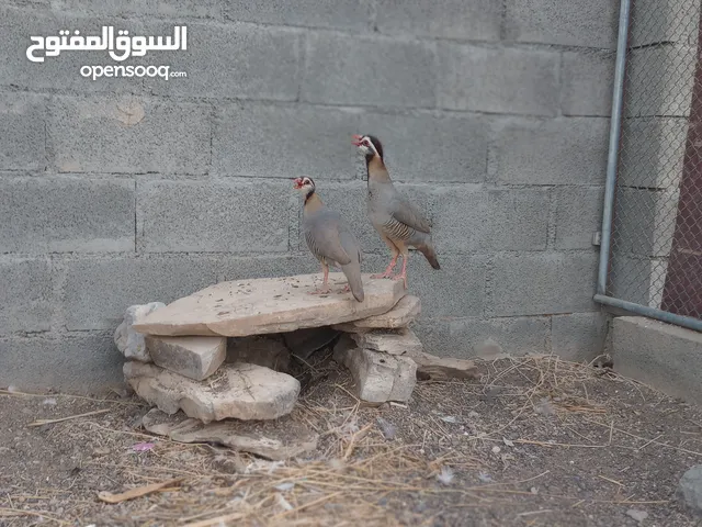 زوج حجل (شنا) عماني