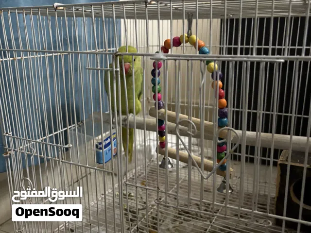 ببغاء دره انثى