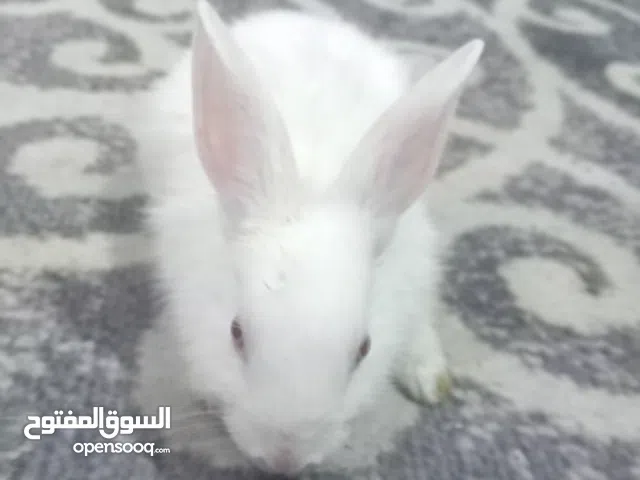 ارنب ابيض اليف منزلي اليف السعر 10000
