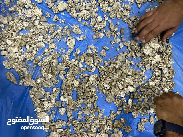 عمبر الحوت