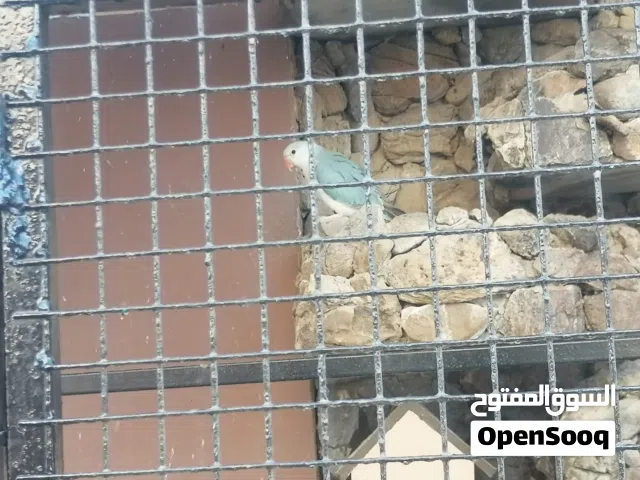 دره بلاتينوا