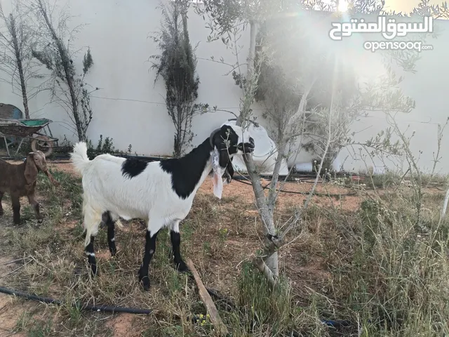 عنز للبيع ربي يبارك