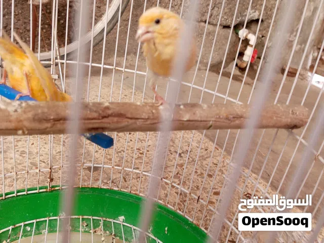 كناري ثنين نثايه سوبر شيرازي جاهزة للتزاوج و شيرازي رجلها مكطومه تبزر ابيع بسعر مناسب او مراوس بفحل