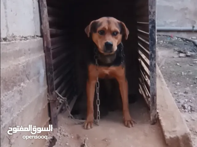 كلب هجين رت على جيرمن