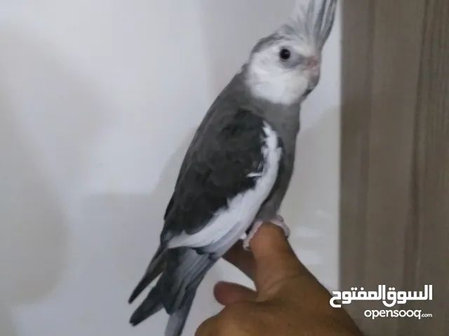 كوكتيل وايت فيس