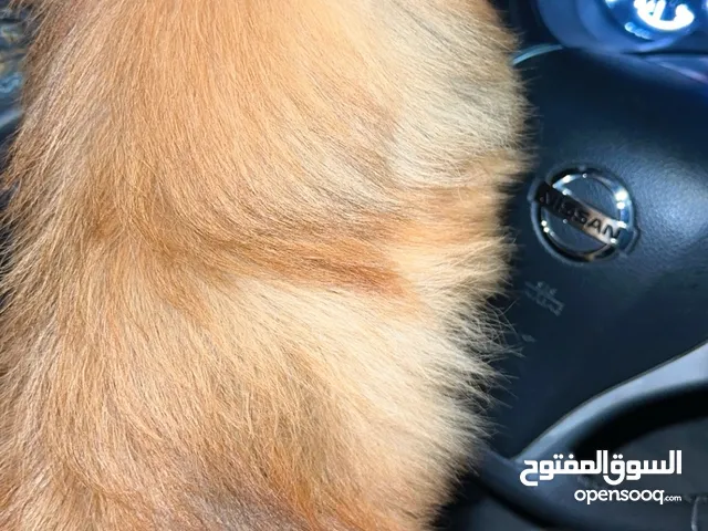 كلب بومرينيان عمره 5 اشهر مع جوازه وكل تطعيماته جاهز ومدرب لعوب مع الأطفال جودة كلب عاليه