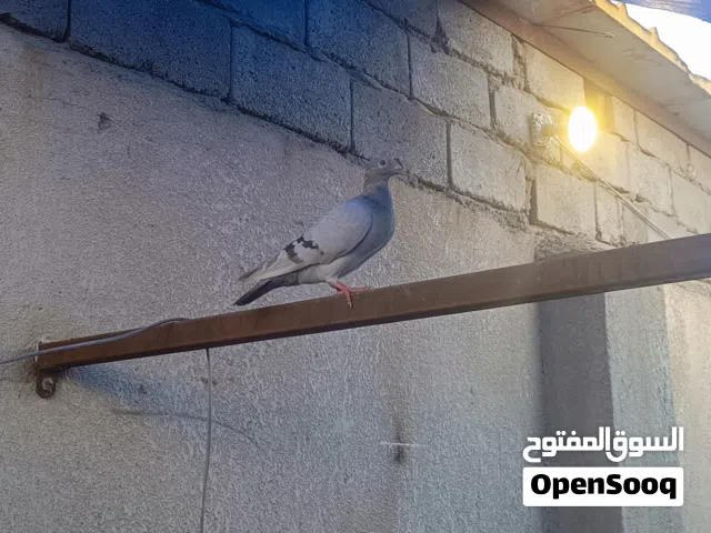 زاجلي نثيه للبيع قيم وخذ