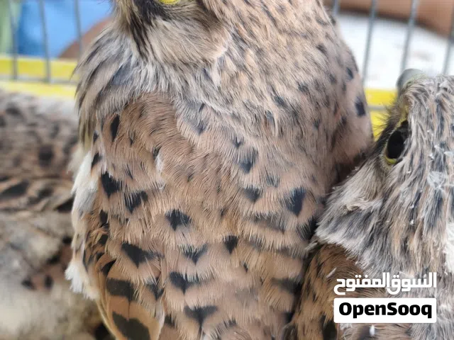 طير جارح جميل