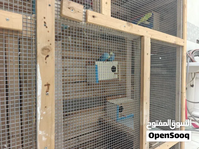 سلام عليكم  للبيع برج 130 سم ×130 سم مع 10 زواج طيور حب زوج منهن هاجرمو شذري