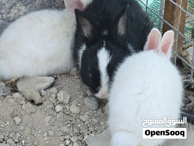 ارانب للبيع الحبه بريالين