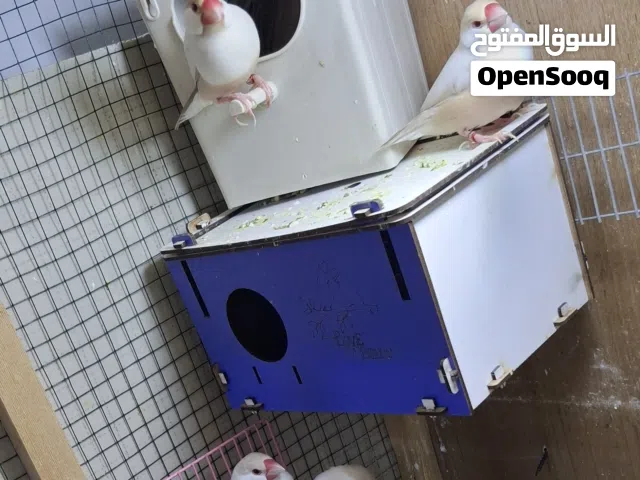 طير جاوا باستيل اصلي