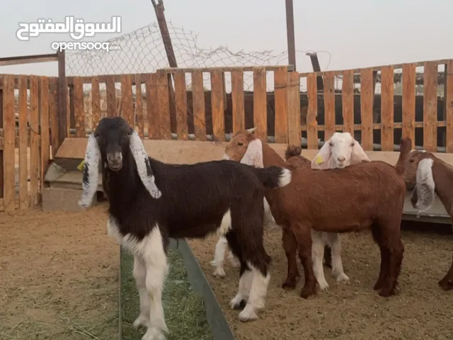 ذبايح للبيع فل اعمارها 3 شهور