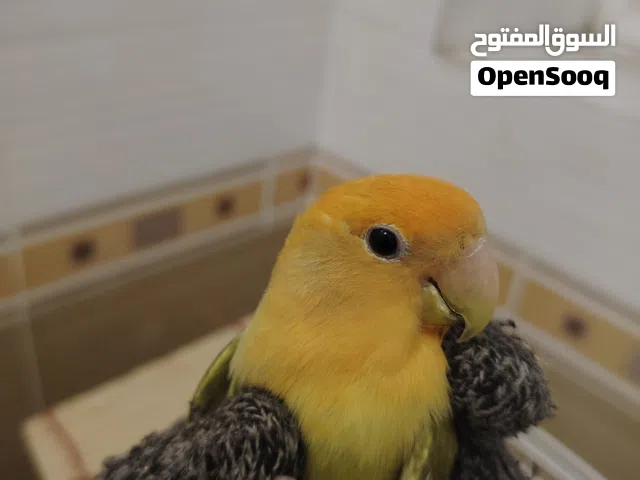 زوج روز عرررطه 13 الف مع التوابع
