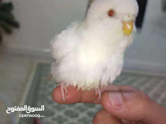 مطلوب طيور حب البينو فراخ او مخاليف .. او جوز حب بسعر طري بالقويسمه