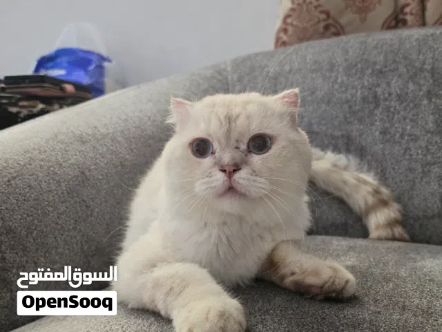 (Free مجاناً) Scottish Fold Short Hair for Adoption (Blue Eye) - سكوتش فولد شورت هير عيون زرق للتبني