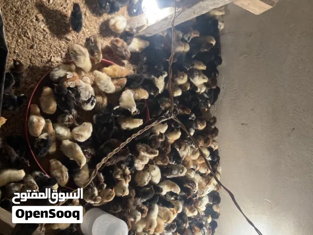 فلاليس للبيع