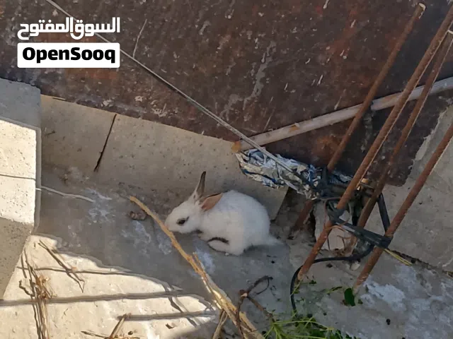 ارانب للبيع العدد 6
