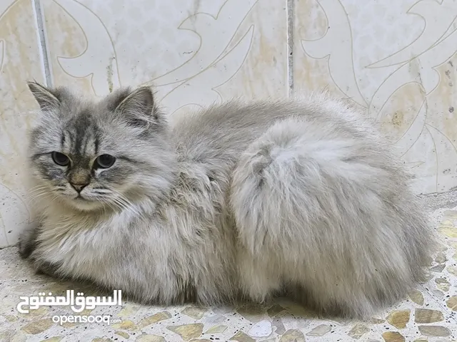 قط شيرازي للبيع